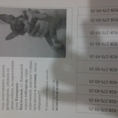 Подробнее об объявлении «Пропала собака член семьи Каневская» Фото: пропала собака Той-терьер «Пропала собака член семьи Каневская» в г. Каневская