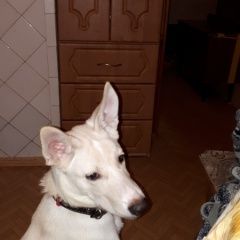 Подробнее об объявлении «Пропала собака кобель 7 месяцев по кличке дик Ухта» Фото: пропала собака  «Пропала собака кобель 7 месяцев по кличке дик Ухта» в г. Ухта