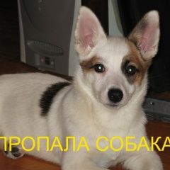 Подробнее об объявлении «Нижний Новгород Пропала собака» Фото: пропала собака  «Нижний Новгород Пропала собака» в г. Нижний Новгород