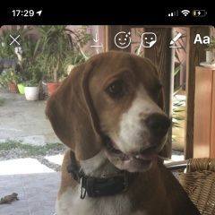 Подробнее об объявлении «Пропала собака кобель Адлер» Фото: пропала собака Бигль «Пропала собака кобель Адлер» в г. Адлер