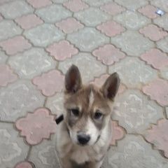 Подробнее об объявлении «Пропала собака кобель лайка Алматы (Алма-Ата)» Фото: пропала собака  «Пропала собака кобель лайка Алматы (Алма-Ата)» в г. Алматы (Алма-Ата)