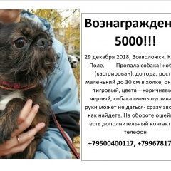 Подробнее об объявлении «Пропала собака Всеволожск» Фото: пропала собака  «Пропала собака Всеволожск» в г. Всеволожск