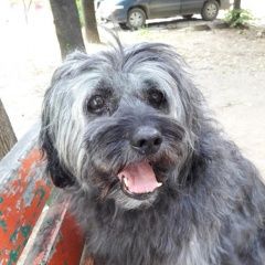 Подробнее об объявлении «Подольск Пропала собака кобель» Фото: пропала собака  «Подольск Пропала собака кобель» в г. Подольск