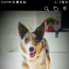 Подробнее об объявлении «Пропала собака чипирована, но в великобритании Киров (Кировская обл.)» Фото: пропала собака Бордер колли «Пропала собака чипирована, но в великобритании...» в г. Киров (Кировская обл.)