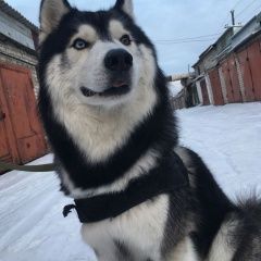 Подробнее об объявлении «Шимановск Пропала собака кобель» Фото: пропала собака Сибирская хаски «Шимановск Пропала собака кобель» в г. Шимановск