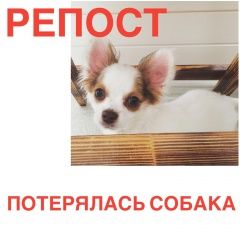 Подробнее об объявлении «Пропала собака Владимир» Фото: пропала собака Чихуахуа «Пропала собака Владимир» в г. Владимир