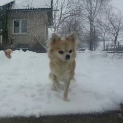 Подробнее об объявлении «Пропала собака надеемся иждем Санкт-Петербург» Фото: пропала собака Чихуахуа «Пропала собака надеемся иждем Санкт-Петербург» в г. Санкт-Петербург