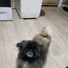 Подробнее об объявлении «Пропала собака кобель Самара» Фото: пропала собака Пекинес «Пропала собака кобель Самара» в г. Самара