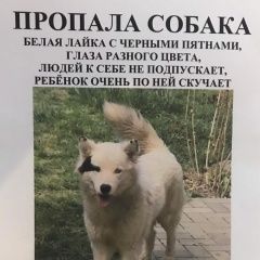 Подробнее об объявлении «Пропала собака Адыгейск» Фото: пропала собака  «Пропала собака Адыгейск» в г. Адыгейск