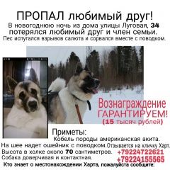 Подробнее об объявлении «Пропала собака кобель требует особого ухода Иглино» Фото: пропала собака  «Пропала собака кобель требует особого ухода Иглино» в г. Иглино