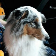 Подробнее об объявлении «Пропала собака поиск собаки шелти Нефтеюганск» Фото: пропала собака Шелти «Пропала собака поиск собаки шелти Нефтеюганск» в г. Нефтеюганск