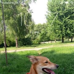 Подробнее об объявлении «Пропала собака похожа на лисичку Киев» Фото: пропала собака  «Пропала собака похожа на лисичку Киев» в г. Киев