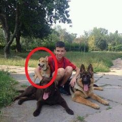 Подробнее об объявлении «Пропала собака похожа на лисичку Киев» Фото: пропала собака  «Пропала собака похожа на лисичку Киев» в г. Киев