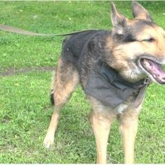 Подробнее об объявлении «Пропала собака кобель в снт под новый год овчарка Орехово-Зуево» Фото: пропала собака Немецкая овчарка «Пропала собака кобель в снт под новый год...» в г. Орехово-Зуево