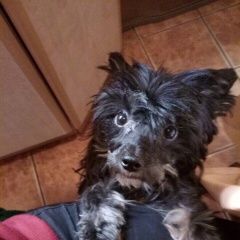 Подробнее об объявлении «Пропала собака Пушкин» Фото: пропала собака Китайская хохлатая собака «Пропала собака Пушкин» в г. Пушкин