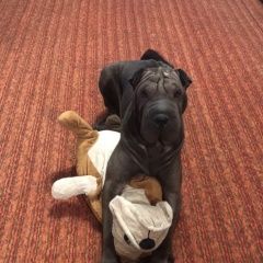 Подробнее об объявлении «Пропала собака Воронеж» Фото: пропала собака Шар-пей «Пропала собака Воронеж» в г. Воронеж