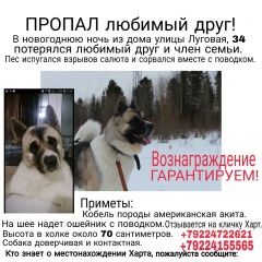 Подробнее об объявлении «Пропала собака кобель требует особого ухода Иглино» Фото: пропала собака  «Пропала собака кобель требует особого ухода Иглино» в г. Иглино