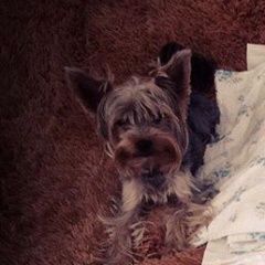 Подробнее об объявлении «Пропала собака кобель Санкт-Петербург» Фото: пропала собака Йоркширский терьер «Пропала собака кобель Санкт-Петербург» в г. Санкт-Петербург