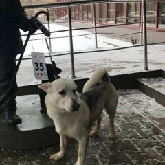 Подробнее об объявлении «Пропала собака кобель Москва» Фото: пропала собака Сибирская хаски «Пропала собака кобель Москва» в г. Москва