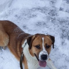 Подробнее об объявлении «Пропала собака кобель Белозёрский» Фото: пропала собака Среднеазиатская овчарка «Пропала собака кобель Белозёрский» в г. Белозёрский