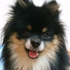 Подробнее об объявлении «Пропала собака кобель помогите найти Санкт-Петербург» Фото: пропала собака Немецкий шпиц «Пропала собака кобель помогите найти...» в г. Санкт-Петербург