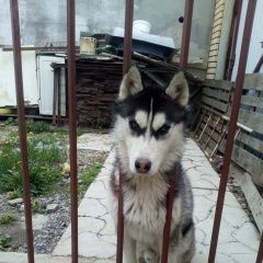 Подробнее об объявлении «Пропала собака кобель Невьянск» Фото: пропала собака  «Пропала собака кобель Невьянск» в г. Невьянск