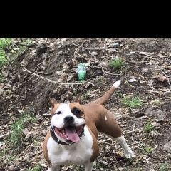 Подробнее об объявлении «Пропала собака Ноябрьск» Фото: пропала собака  «Пропала собака Ноябрьск» в г. Ноябрьск