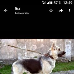 Подробнее об объявлении «Пропала собака вео Крымск» Фото: пропала собака Восточно-европейская овчарка «Пропала собака вео Крымск» в г. Крымск