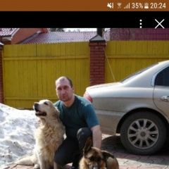 Подробнее об объявлении «Малаховка Пропала собака поиск продолжается» Фото: пропала собака  «Малаховка Пропала собака поиск продолжается» в г. Малаховка