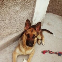 Подробнее об объявлении «Пропала собака Симферополь» Фото: пропала собака Немецкая овчарка «Пропала собака Симферополь» в г. Симферополь