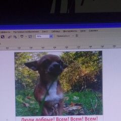 Подробнее об объявлении «Пропала собака кобель проблемы со здоровьем у собаки. Сочи» Фото: пропала собака Чихуахуа «Пропала собака кобель проблемы со здоровьем у...» в г. Сочи