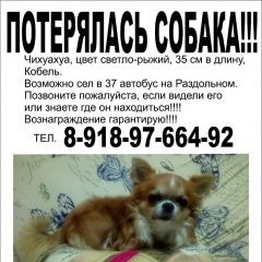 Подробнее об объявлении «Пропала собака кобель Сочи» Фото: пропала собака Чихуахуа «Пропала собака кобель Сочи» в г. Сочи