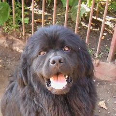 Подробнее об объявлении «Пропала собака кобель водолаз(ньюфаундленд) Батайск» Фото: пропала собака Ньюфаундленд «Пропала собака кобель водолаз(ньюфаундленд)...» в г. Батайск