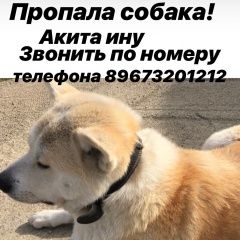 Подробнее об объявлении «Пропала собака кобель Сочи» Фото: пропала собака Акита-ину «Пропала собака кобель Сочи» в г. Сочи