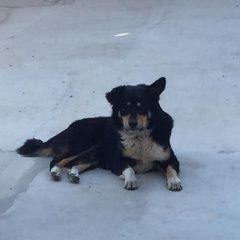 Подробнее об объявлении «Пропала собака кобель по кличке бима Симферополь» Фото: пропала собака  «Пропала собака кобель по кличке бима Симферополь» в г. Симферополь