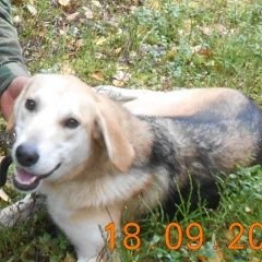 Подробнее об объявлении «Пропала собака потерялась собака Рыбинск» Фото: пропала собака  «Пропала собака потерялась собака Рыбинск» в г. Рыбинск