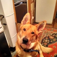 Подробнее об объявлении «Подольск Пропала собака кобель друг» Фото: пропала собака  «Подольск Пропала собака кобель друг» в г. Подольск