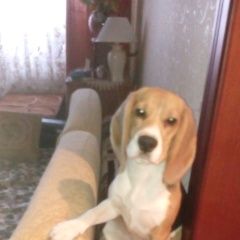 Подробнее об объявлении «Пропала собака породы бигль Лыткарино» Фото: пропала собака Бигль «Пропала собака породы бигль Лыткарино» в г. Лыткарино