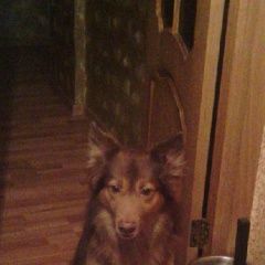 Подробнее об объявлении «Пропала собака кобель Красногорск» Фото: пропала собака  «Пропала собака кобель Красногорск» в г. Красногорск