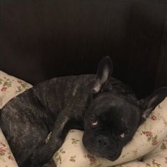 Подробнее об объявлении «Пропала собака французский бульдог. Барнаул» Фото: пропала собака Французский бульдог «Пропала собака французский бульдог. Барнаул» в г. Барнаул