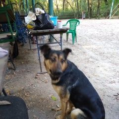 Подробнее об объявлении «Пропала собака эльза Батайск» Фото: пропала собака  «Пропала собака эльза Батайск» в г. Батайск