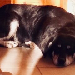 Подробнее об объявлении «Пропала собака автовокзал, киевский рынок Симферополь» Фото: пропала собака  «Пропала собака автовокзал, киевский рынок...» в г. Симферополь