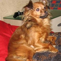 Подробнее об объявлении «Пропала собака кобель той терьер, коричневый Санкт-Петербург» Фото: пропала собака Той-терьер «Пропала собака кобель той терьер, коричневый...» в г. Санкт-Петербург