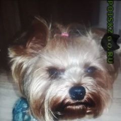 Подробнее об объявлении «Пропала собака кобель Владикавказ» Фото: пропала собака Йоркширский терьер «Пропала собака кобель Владикавказ» в г. Владикавказ