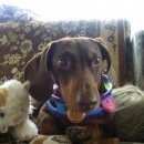 Подробнее об объявлении «Новосибирск Пропала собака кобель такса-самец» Фото: пропала собака Такса «Новосибирск Пропала собака кобель такса-самец» в г. Новосибирск