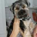 Подробнее об объявлении «Анапа Пропала собака кобель йорк в поселке сукко-» Фото: пропала собака Йоркширский терьер «Анапа Пропала собака кобель йорк в поселке сукко-» в г. Анапа