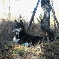 Подробнее об объявлении «Большой Луг Пропала собака помогите  потерялась собака» Фото: пропала собака Сибирская «Большой Луг Пропала собака помогите  потерялась...» в г. Большой Луг