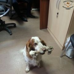 Подробнее об объявлении «Подольск Пропала собака кобель 20.12 спаниель силикатная ж/д» Фото: пропала собака Русский охотничий спаниель «Подольск Пропала собака кобель 20.12 спаниель...» в г. Подольск