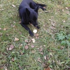 Подробнее об объявлении «Пропала собака кобель Королев» Фото: пропала собака Восточно-европейская овчарка «Пропала собака кобель Королев» в г. Королев