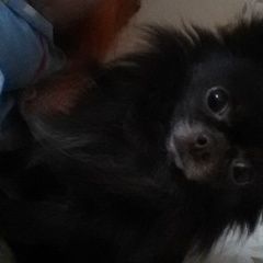 Подробнее об объявлении «Пропала собака кобель Сыктывкар» Фото: пропала собака Чихуахуа «Пропала собака кобель Сыктывкар» в г. Сыктывкар